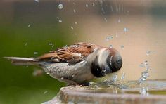 La Culla d�Acqua