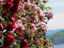 Maggio delle rose
