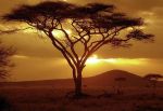 Africa lontana