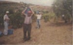 ... �l'altra� vendemmia...
