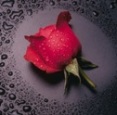 Rosa senza spine