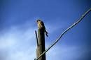 Solitudine