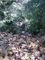 Nuovo autunno  