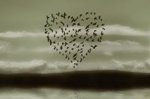 Cuori in volo