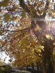 E� d�autunno