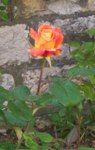 Rosa d�inverno