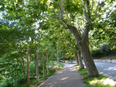 Viale solitario