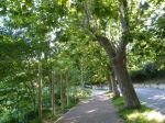 Viale solitario