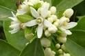 Fiori d�arancio