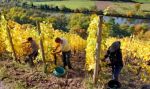 Dall�uva, il vino