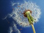 La danza d�amore