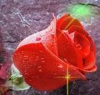 La tua rosa