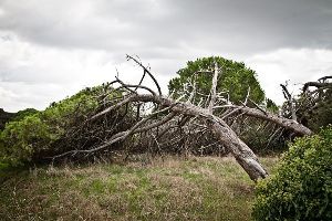 La rabbia del vento