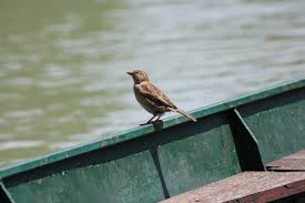 Il passerotto