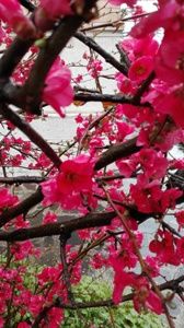 Tu la mia primavera