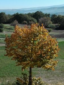 Ottobrata