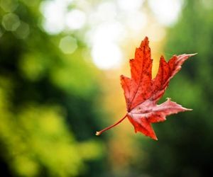 Nei pensieri di una foglia... la speranza