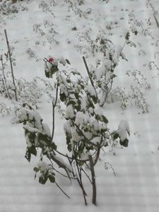 Malinconica neve