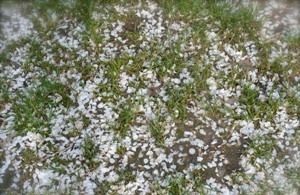 Neve di primavera