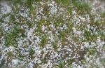 Neve di primavera