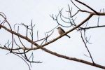 L�albero spoglio