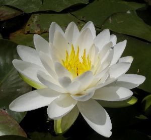 Il fiore della vita