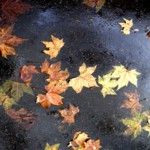 Pioggia di foglie