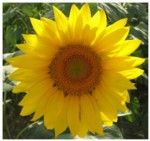 Il girasole
