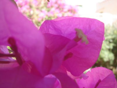 Fiore di luglio