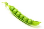 Baccelli de fertilit�