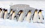 La nevicata (a Titty dedicata)