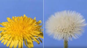Er Girasole & er Dente de Leone, storia de libbert�!
