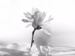 E si chiam� rugiada