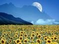 Un sogno d'amore