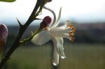 Gratitudine