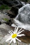 Il fiore nella roccia