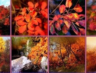 Mosaico d'autunno