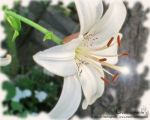 Un amore per sempre