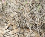 Vorrei ali di pettirosso