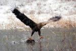 Pu� la colomba volare con il falco?