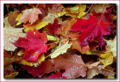L'autunno � arrivato
