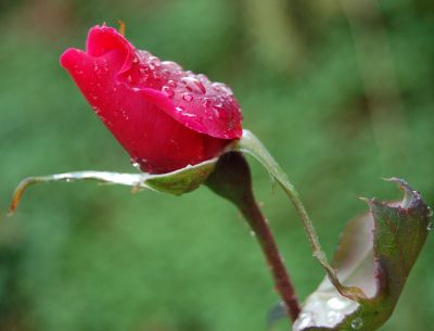 Rosa bagnata