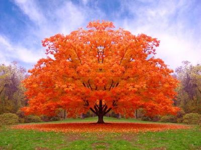 Quell'albero