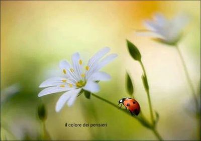 Dono per Te