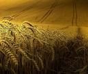 Nel campo d'estate