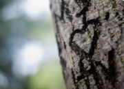 Cuore sull�albero