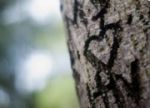 Cuore sull�albero