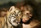 La tigre e la scimmia