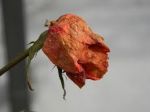 Il niente