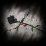 L'artiglio e il dolore